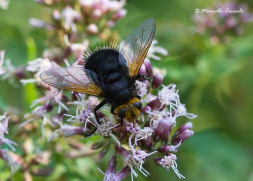 Image of giant tachinid fly