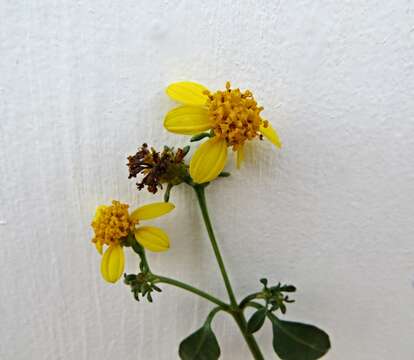 Image de Bidens asymmetrica (H. Lév.) Sherff