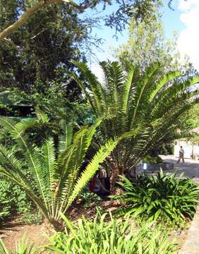 Image of Suurberg Cycad