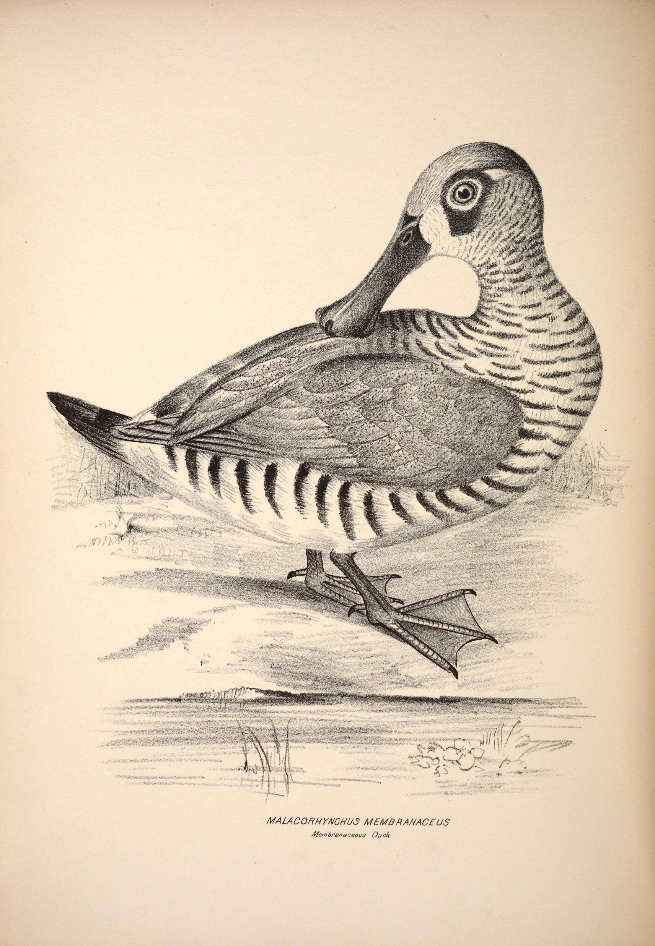 Image of Malacorhynchus Swainson 1831