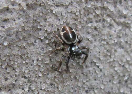 Image of Twinflagged Jumping Spider