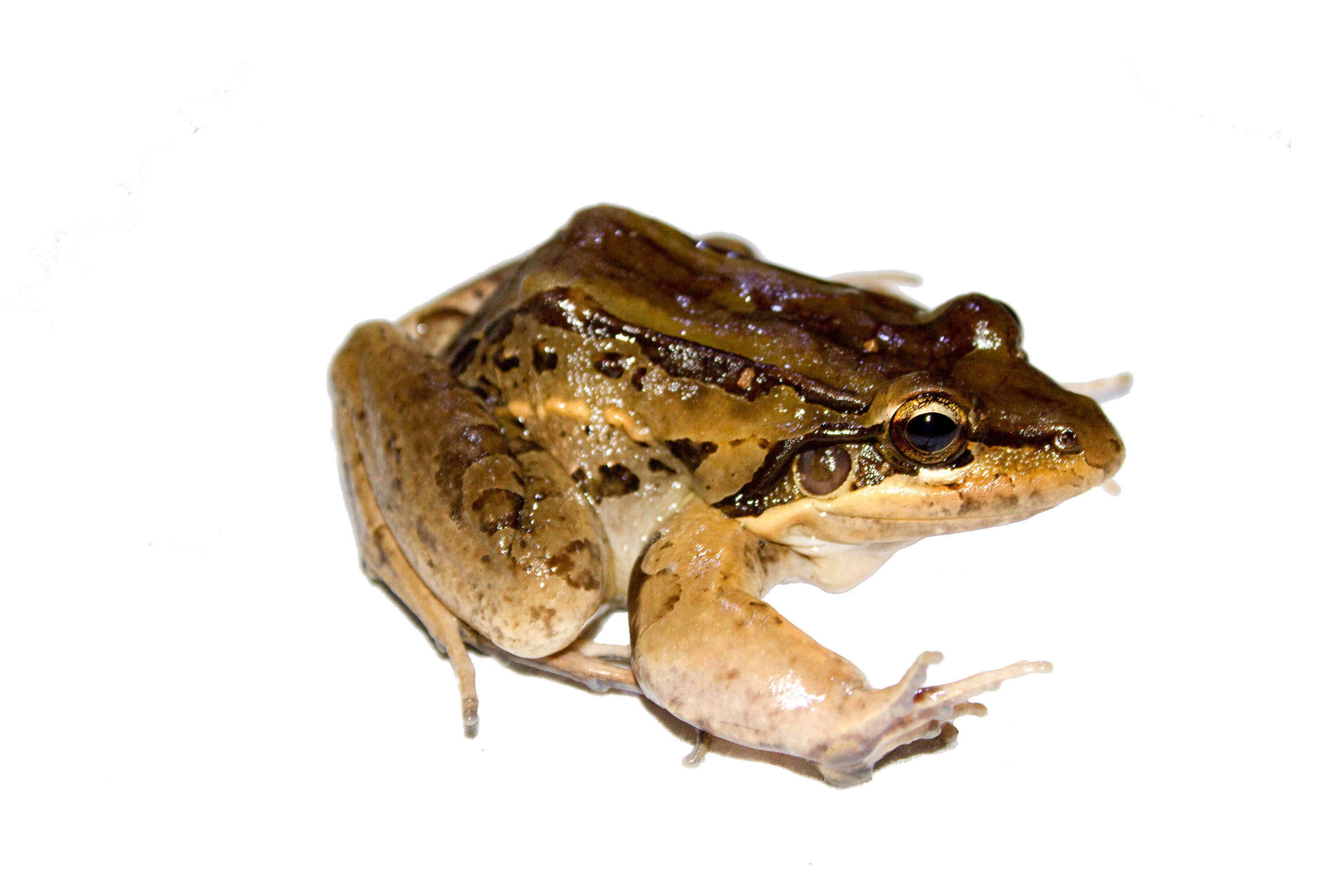 Image of Bolivian White-lipped Frog