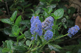 Image of Carmel ceanothus