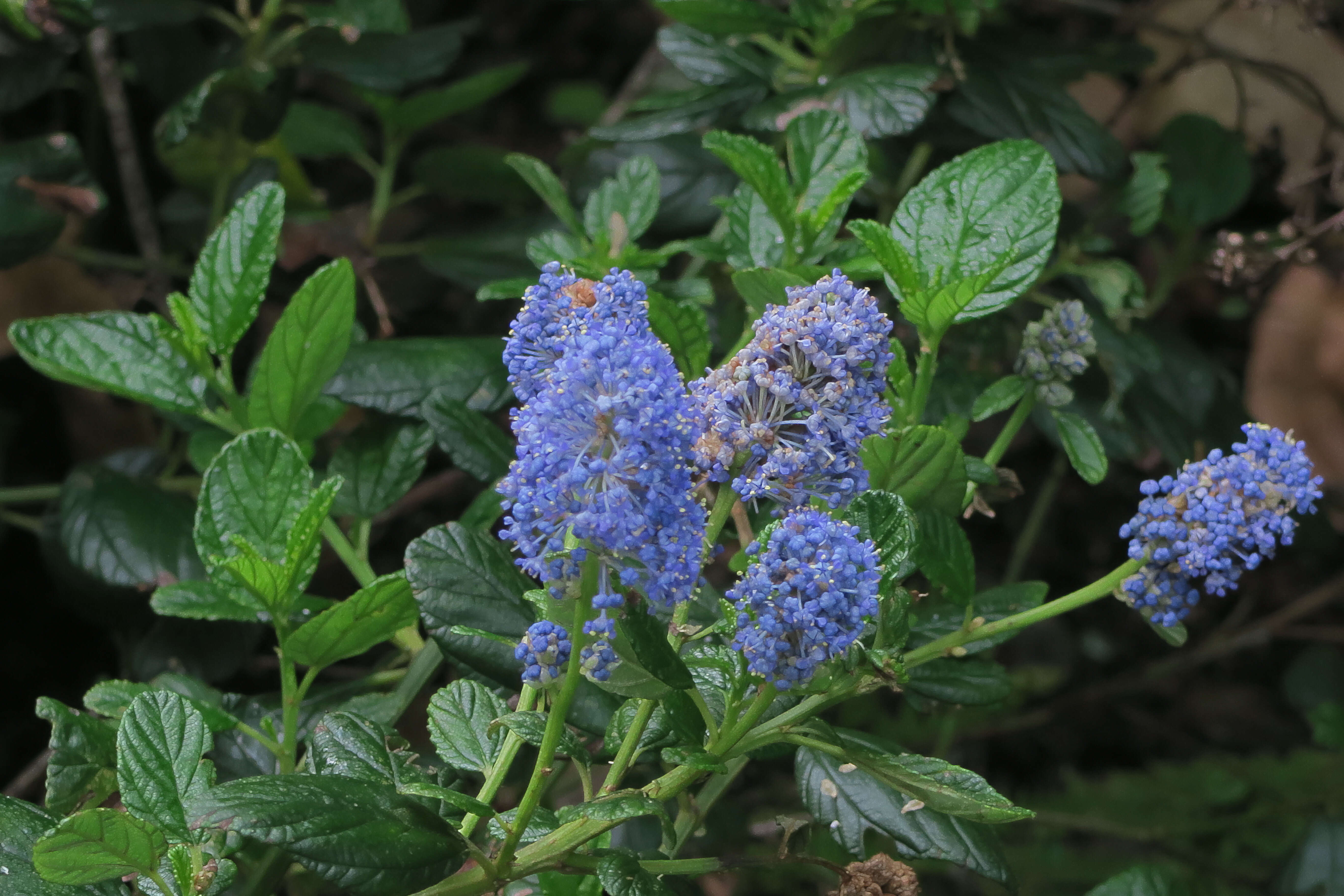 Image of Carmel ceanothus