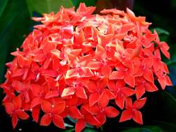 Image of ixora