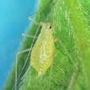 Imagem de Macrosiphum (Macrosiphum) holodisci Jensen 2000