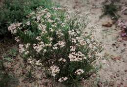 Image of Granite Boronia