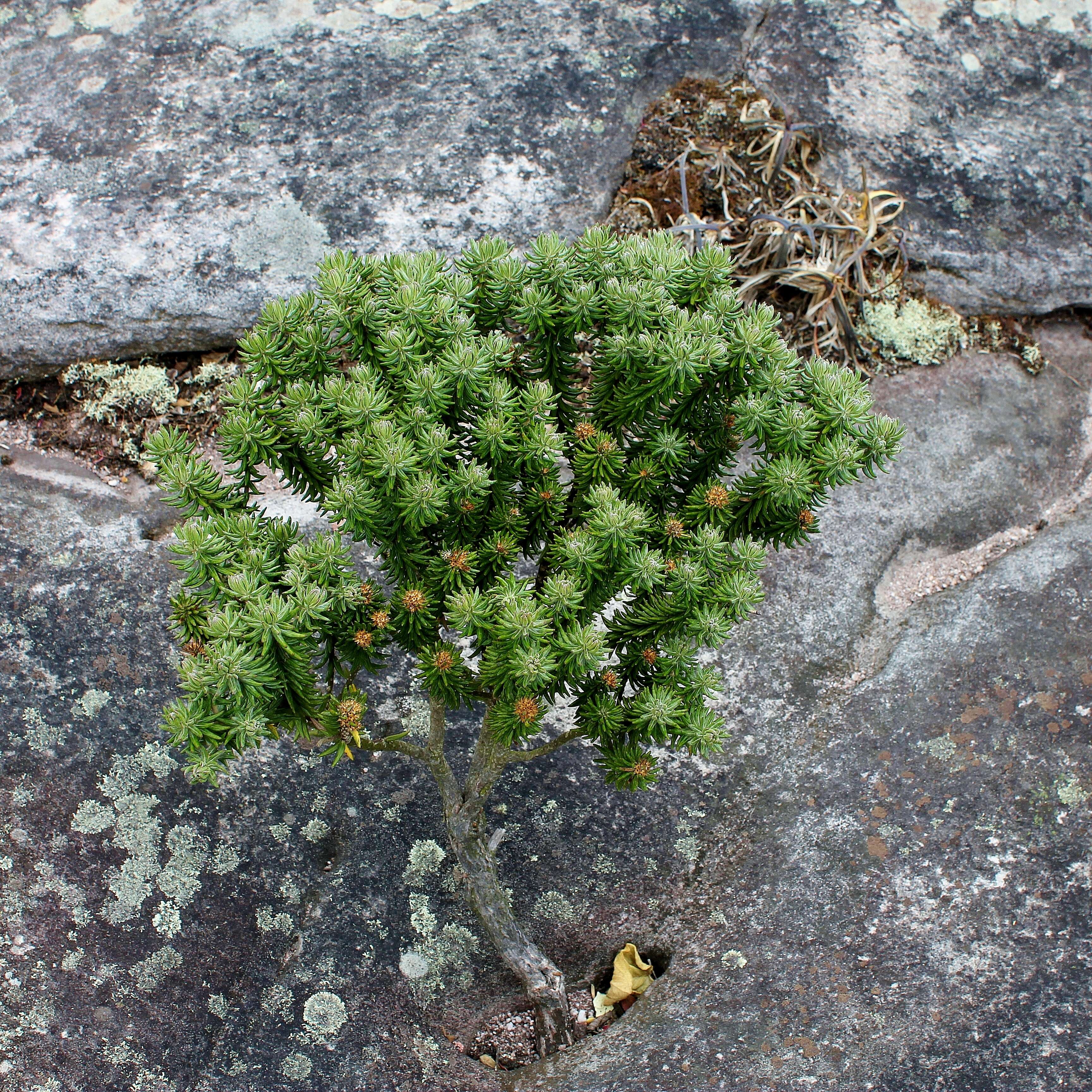 Image de Lychnophora triflora (Mattfeld) H. Rob.