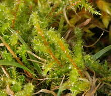 Image of square goose neck moss