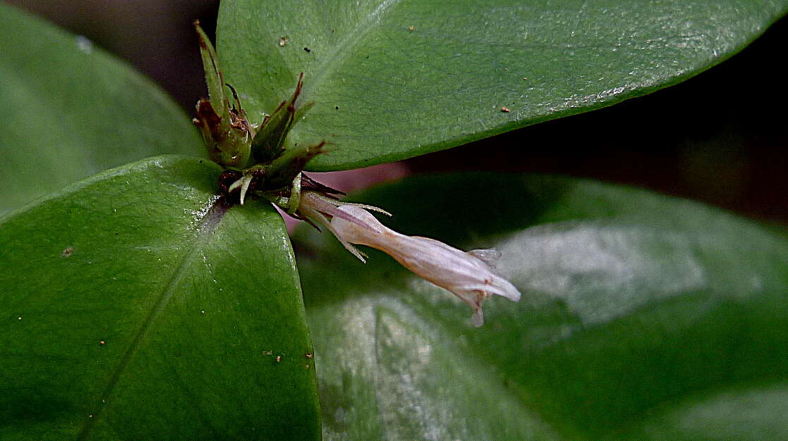 Herpetacanthus resmi