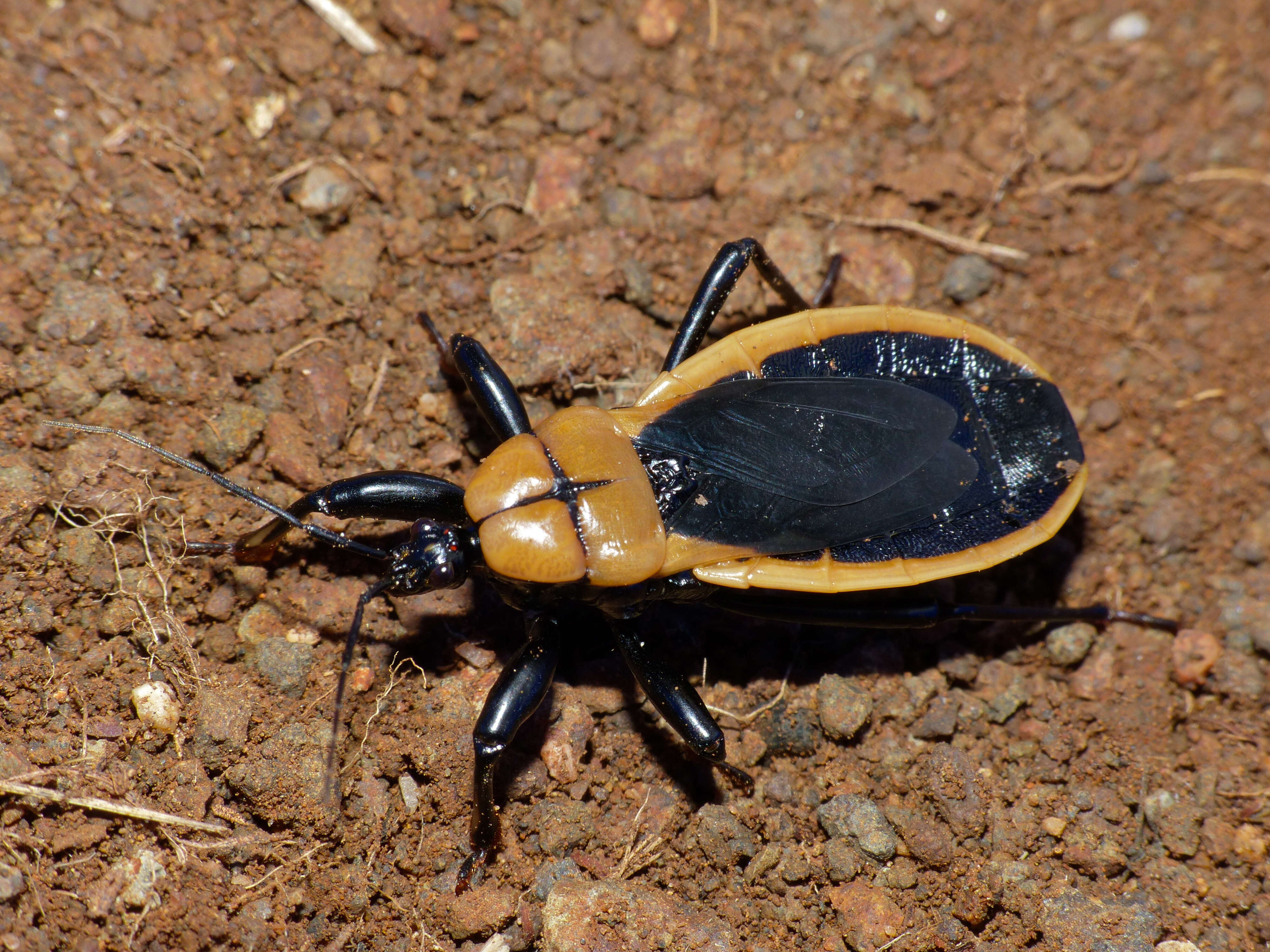 Image de Ectrichodiinae Amyot & Serville 1843