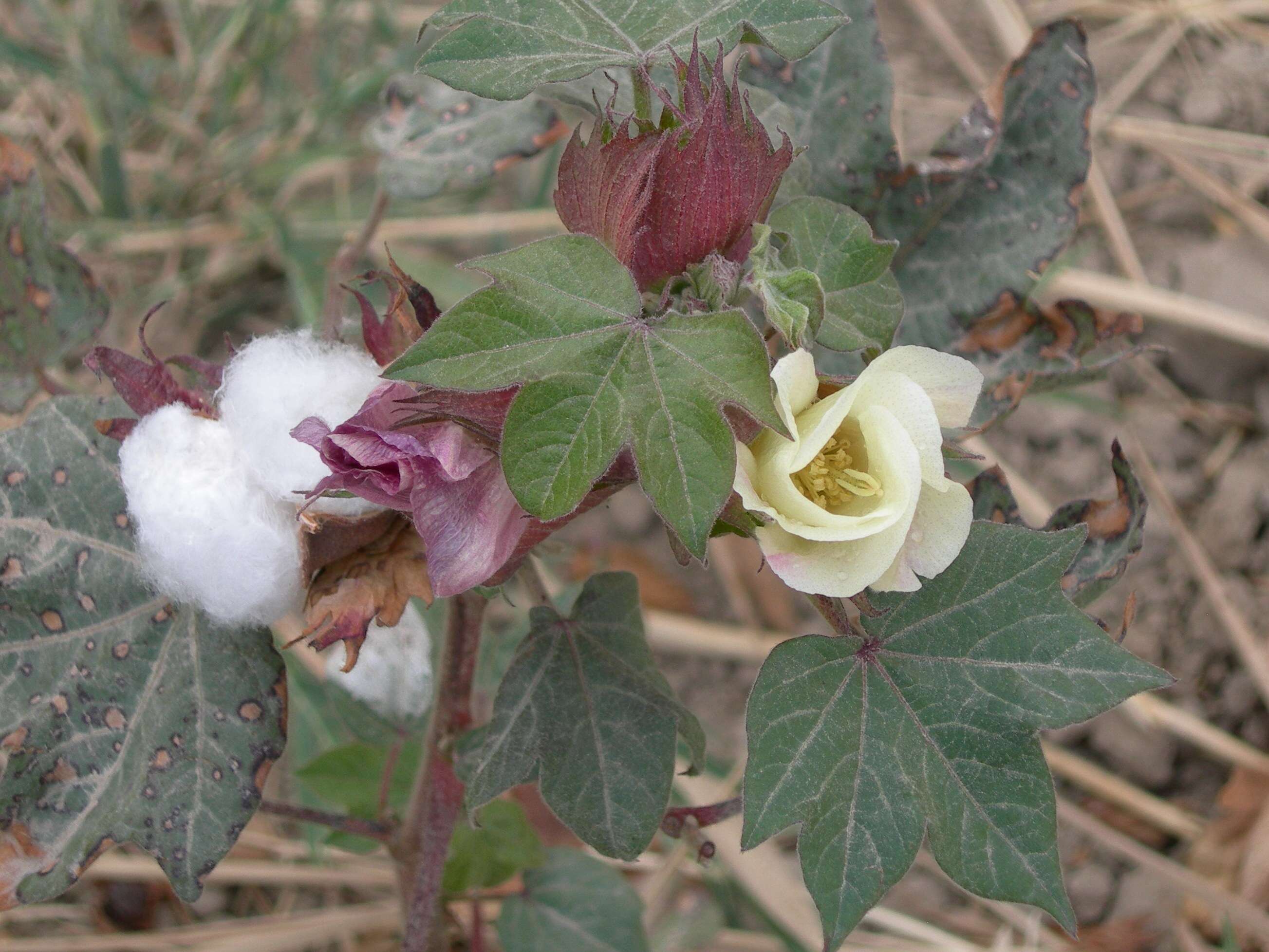 Image of upland cotton