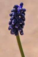 Image of starch grape hyacinth