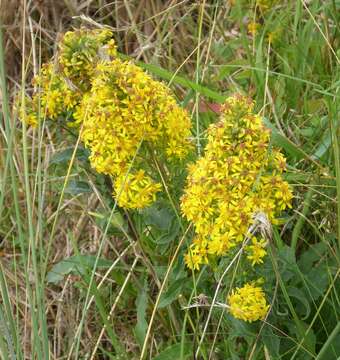 Image of goldenrod