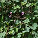 Imagem de Desmodium adscendens (Sw.) DC.