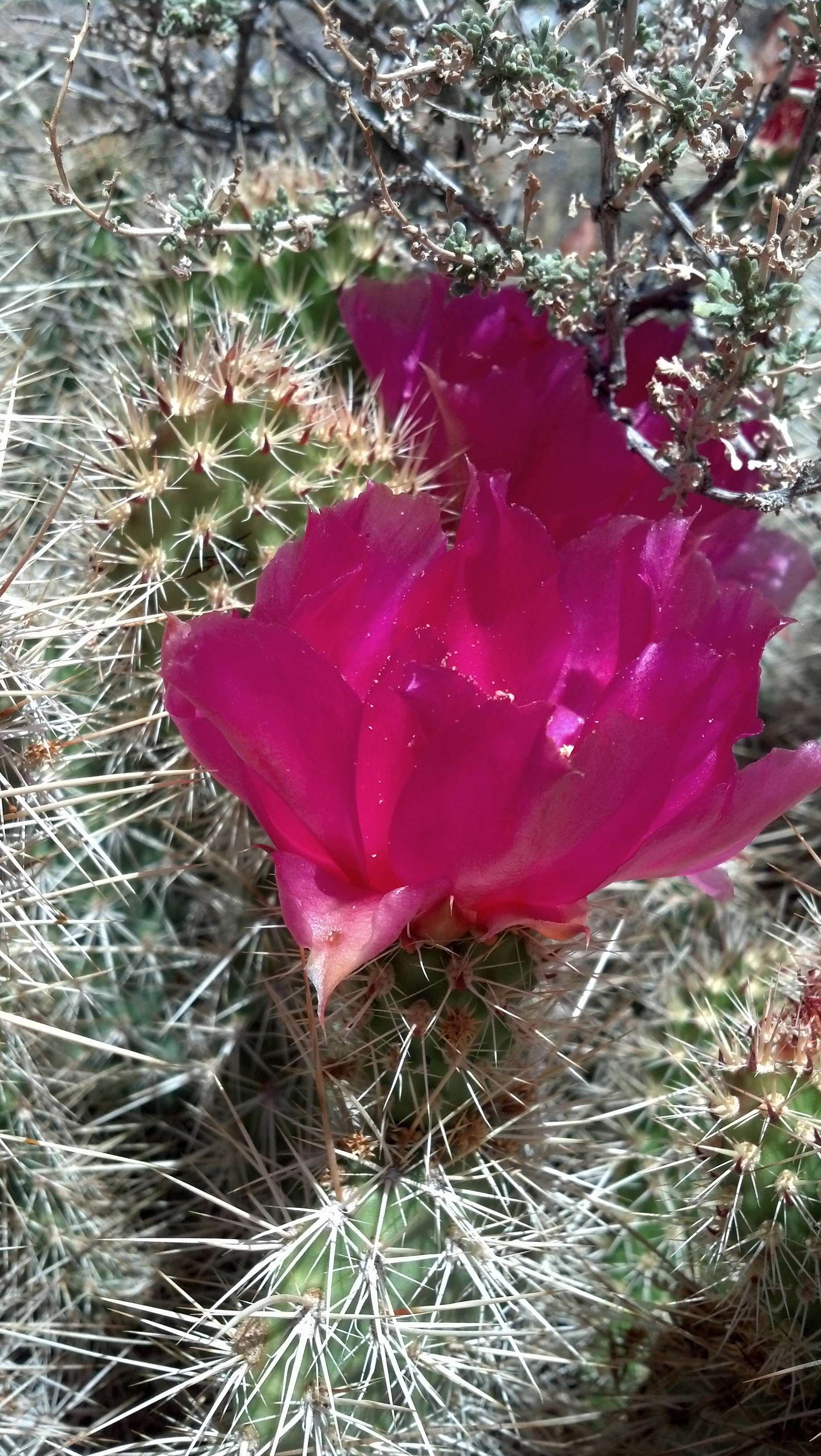 Image of Panhandle Prickly-pear