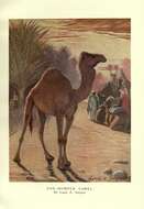 Image of camels