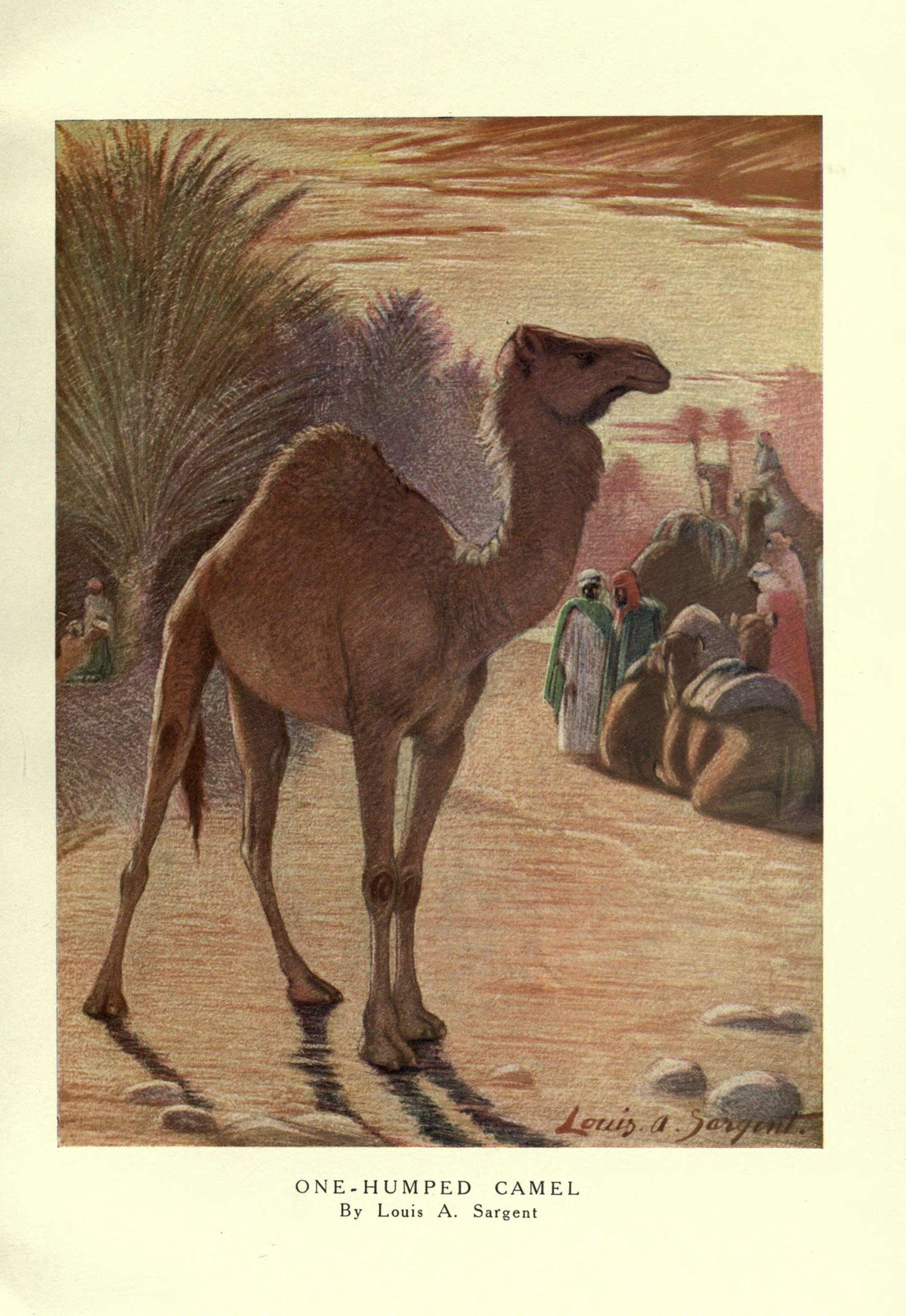 Image de chameau