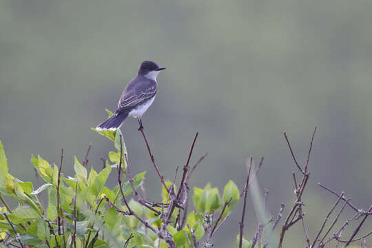 Image of Kingbird