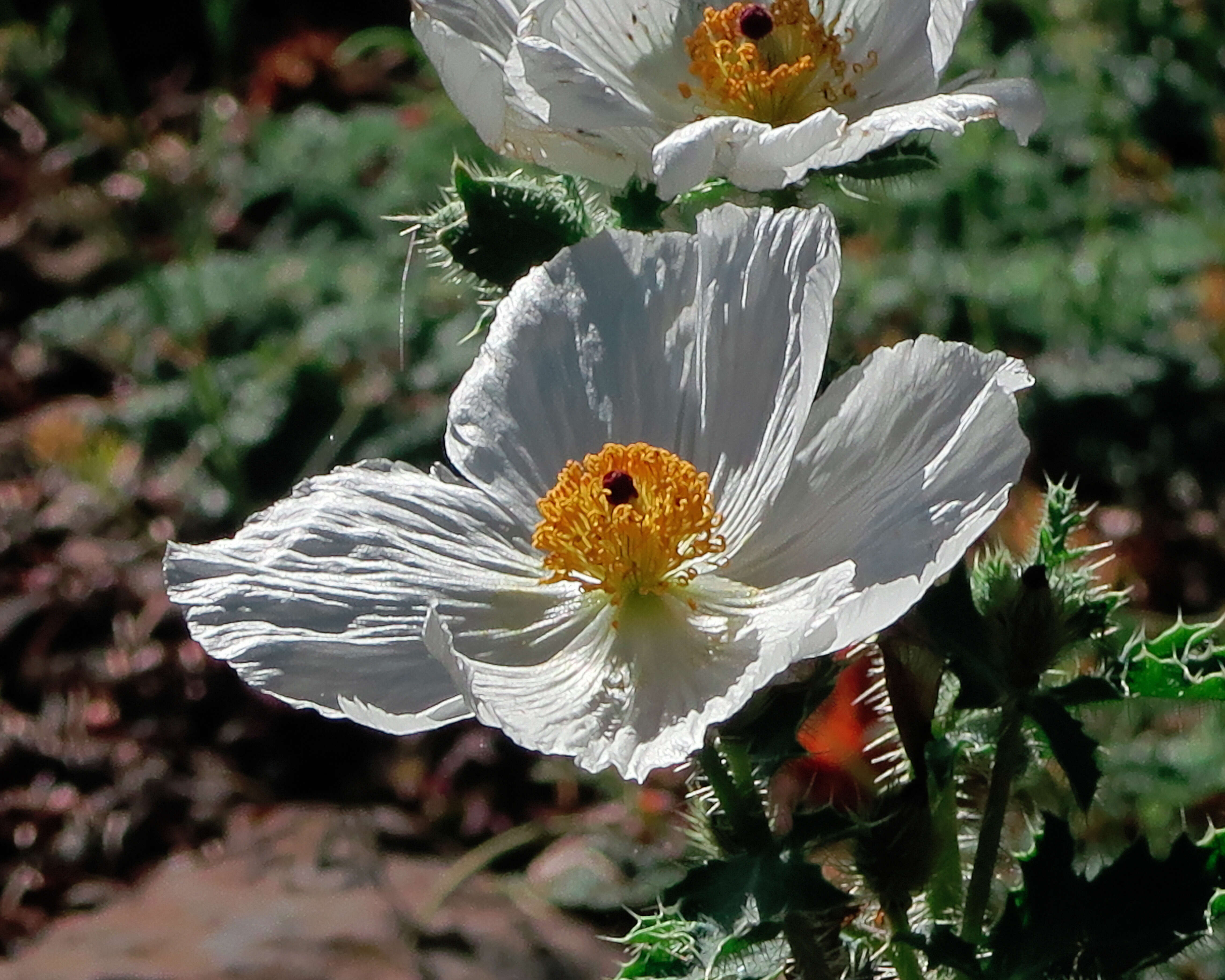 Image of Mojave pricklypoppy