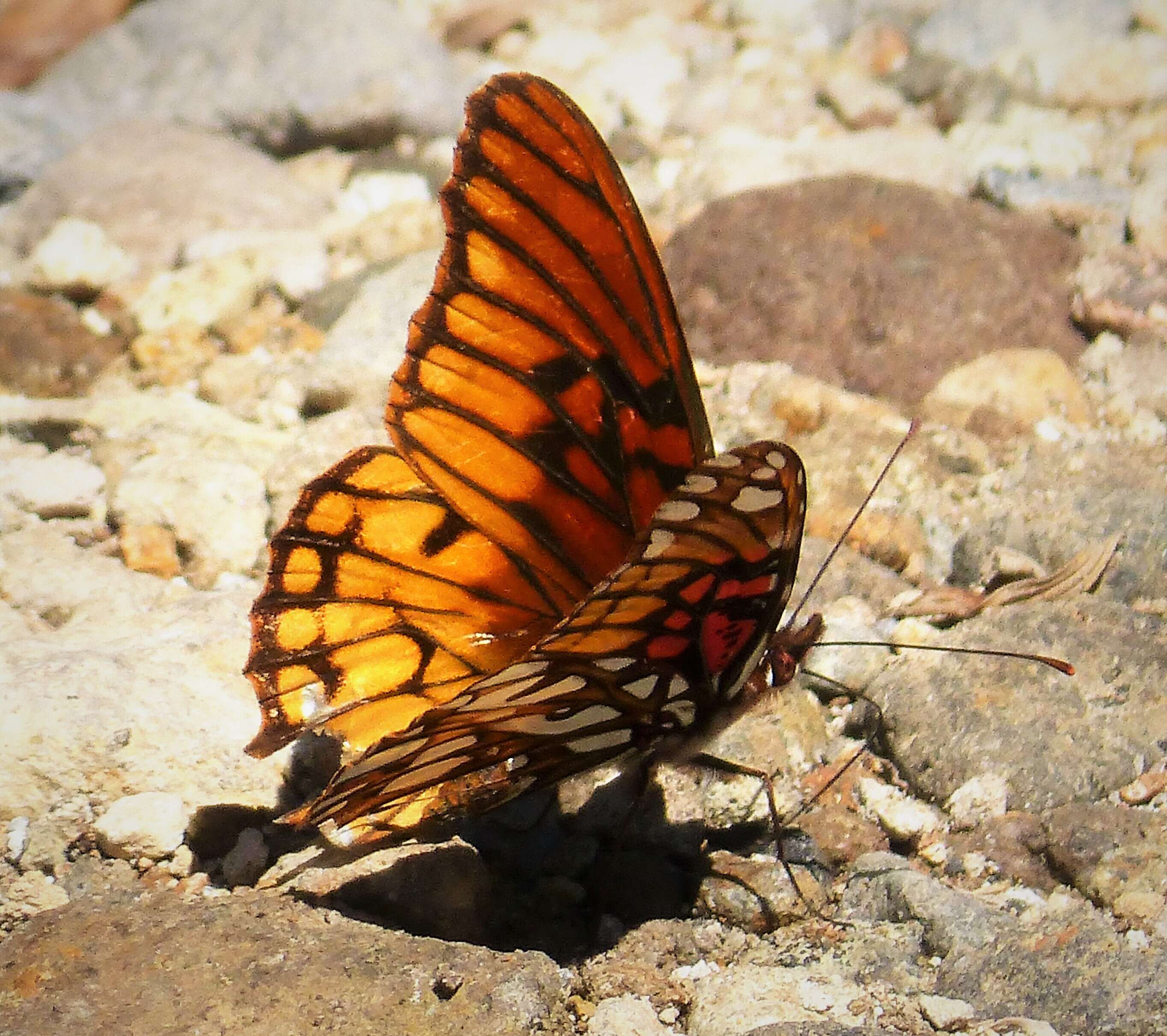 Image of Silverspots