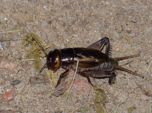 صورة Acanthogryllus fortipes (Walker & F. 1869)