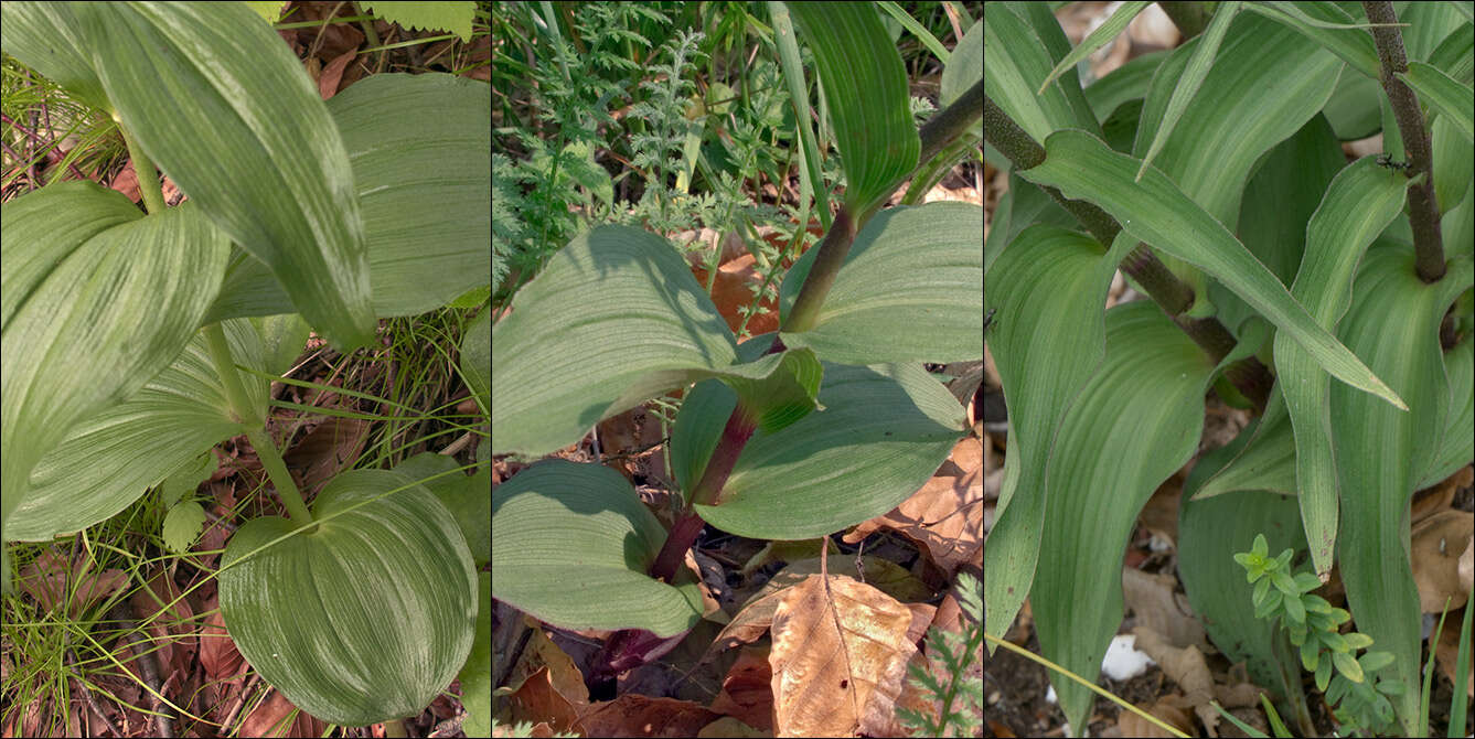 Image of Epipactis schmalhausenii K. Richt.