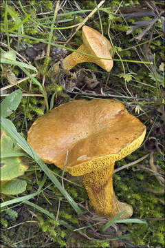 Image of Suillus bovinus (L.) Roussel 1796