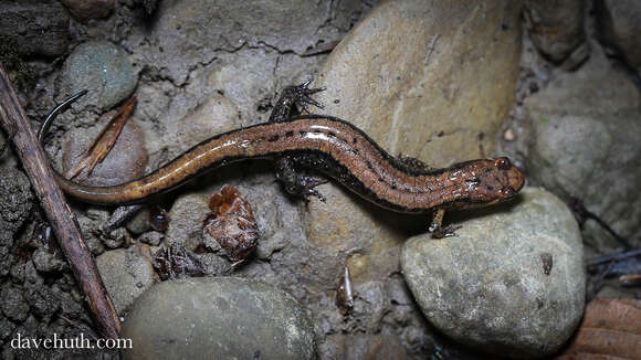 Image of dusky salamanders