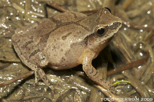 Image of Spring Peeper