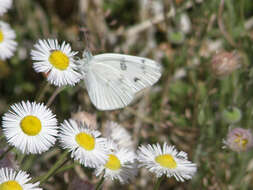 Image of Checkered Whites