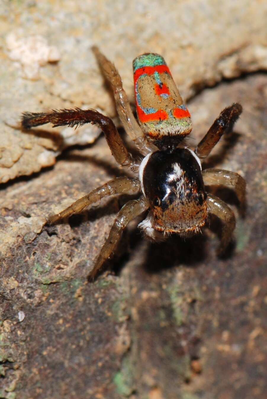 Image of Peacock Spiders
