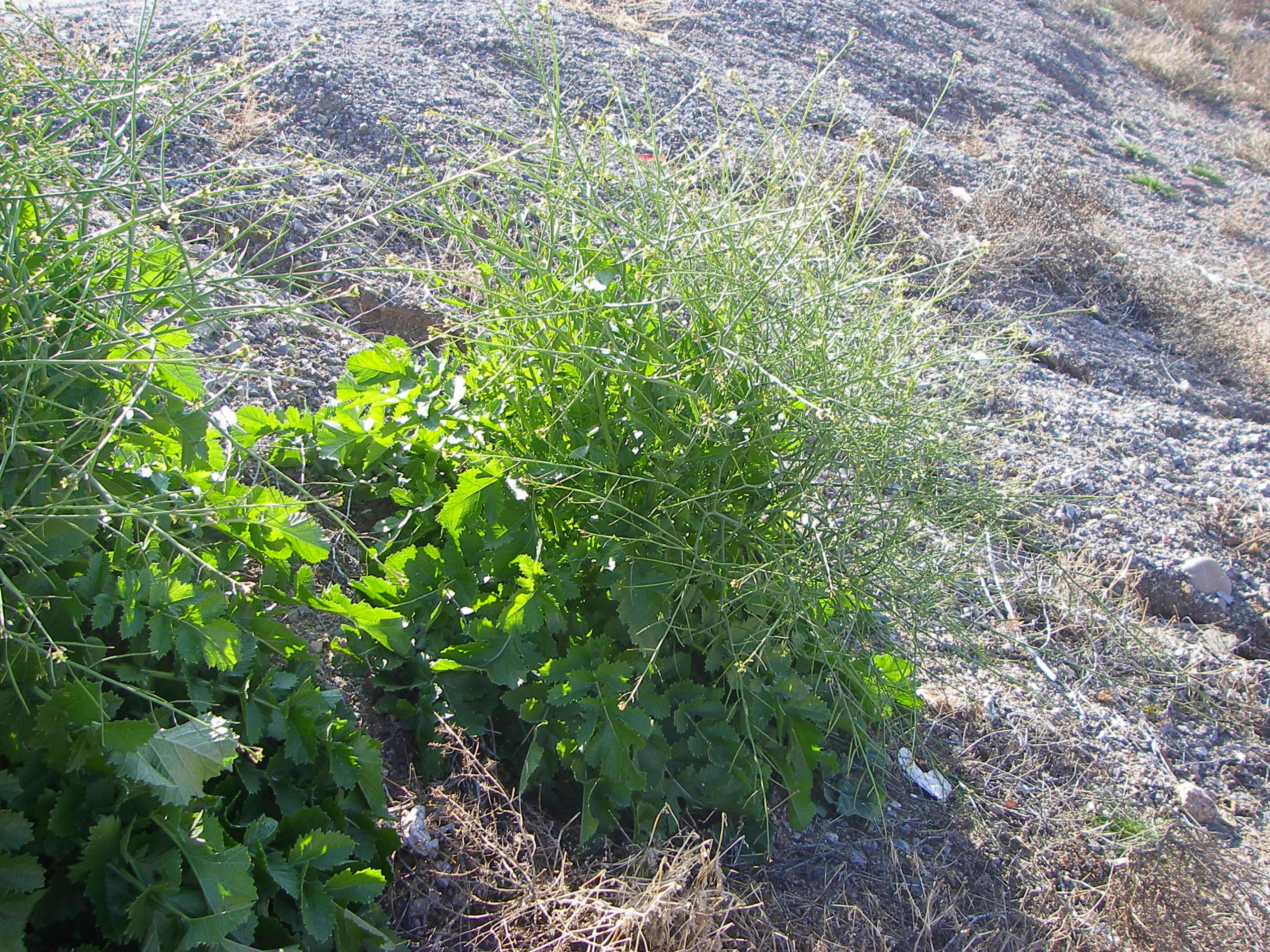 Plancia ëd Brassica tournefortii Gouan