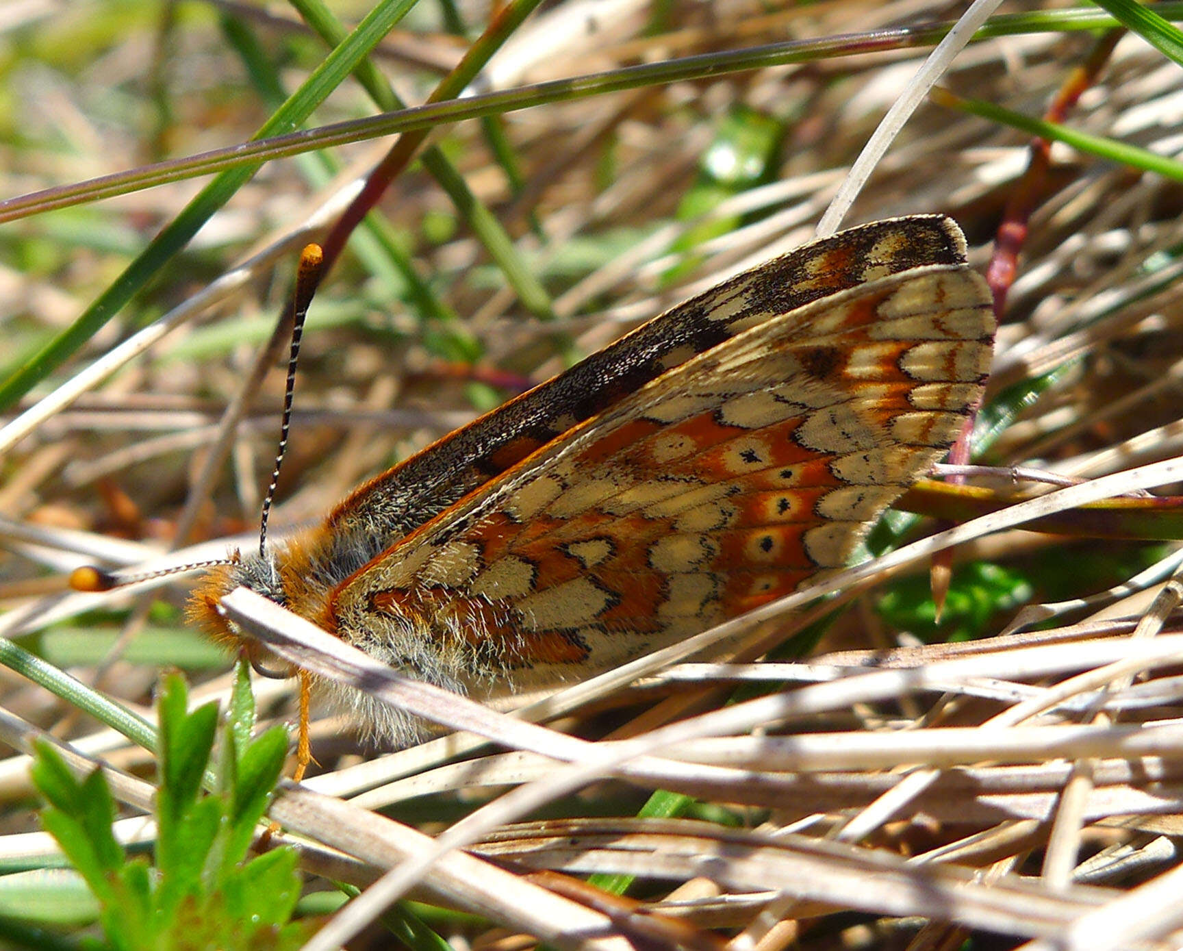 Image of Euphydryas aurinia