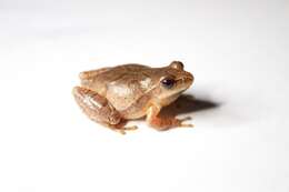 Image of Chorus Frogs