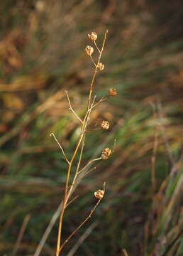 Image of Branched St Bernard's lily