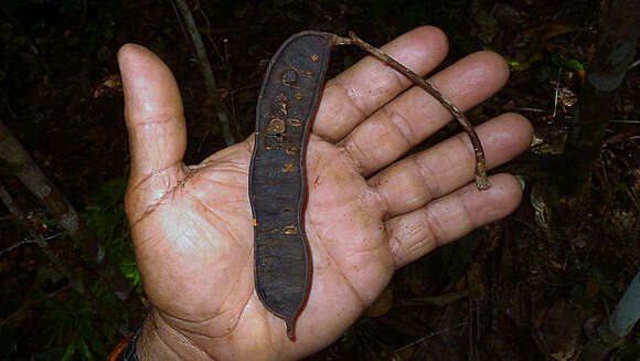 Albizia pedicellaris (Dc.) L. Rico的圖片