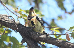 Image of African terrestrial barbets