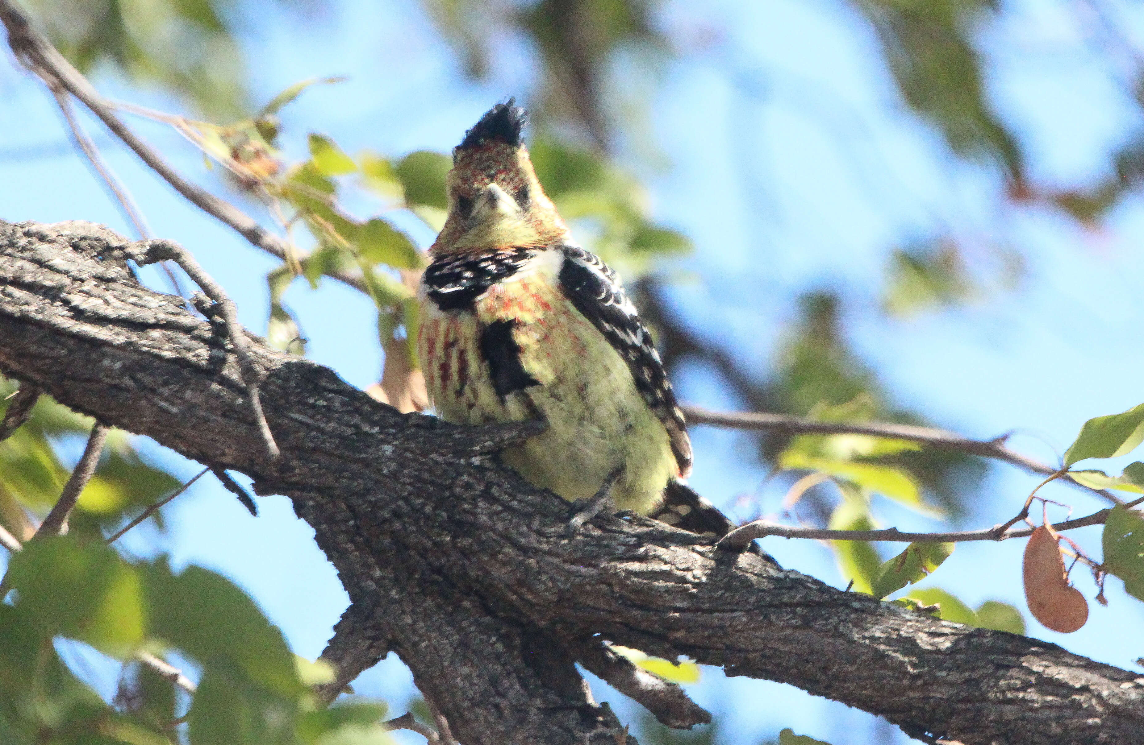 Image of Crested Barbet