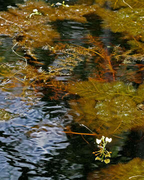 Image de Utricularia floridana Nash