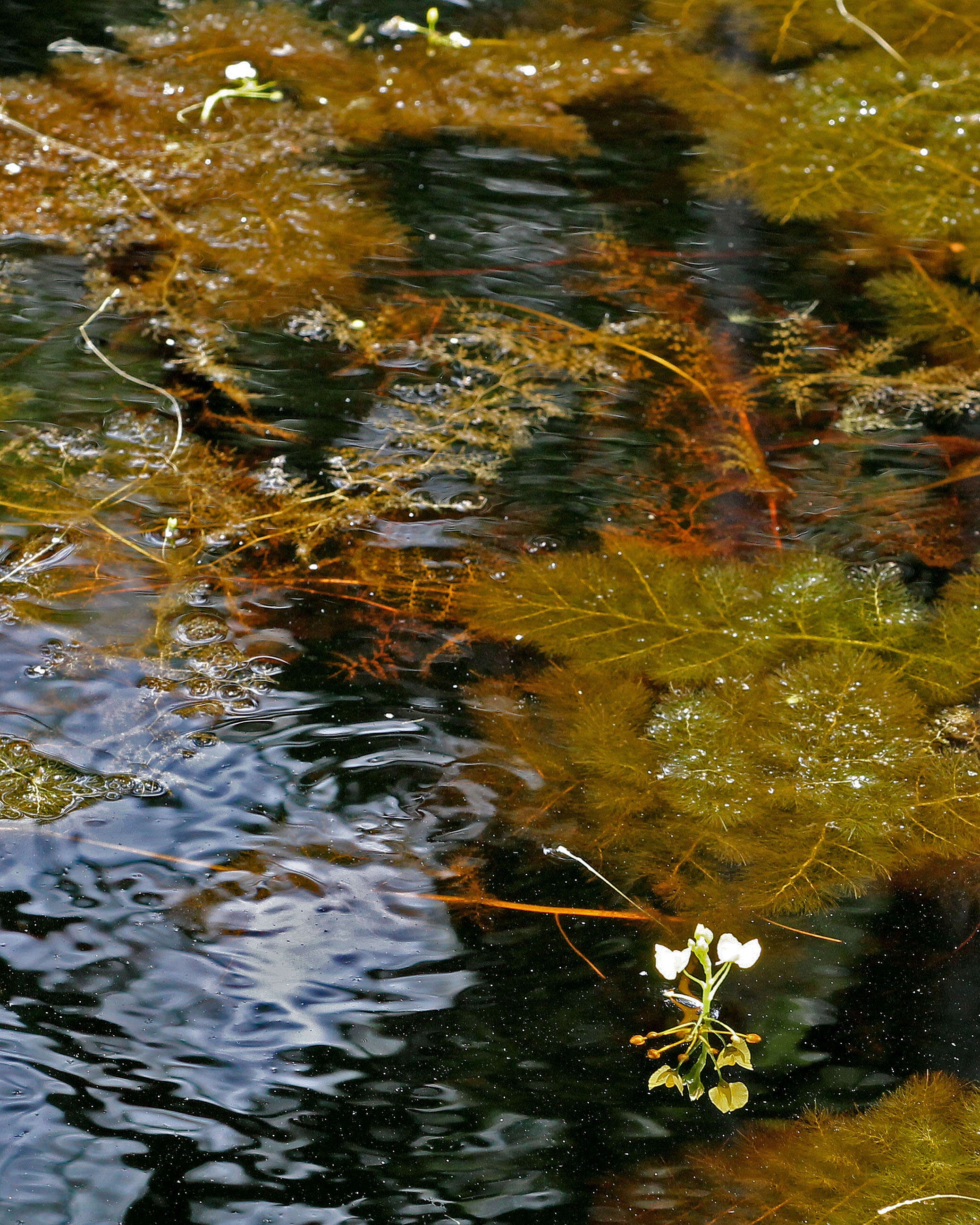 Image of Bladderworts