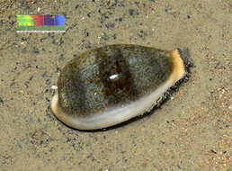 Image of egg cowrie