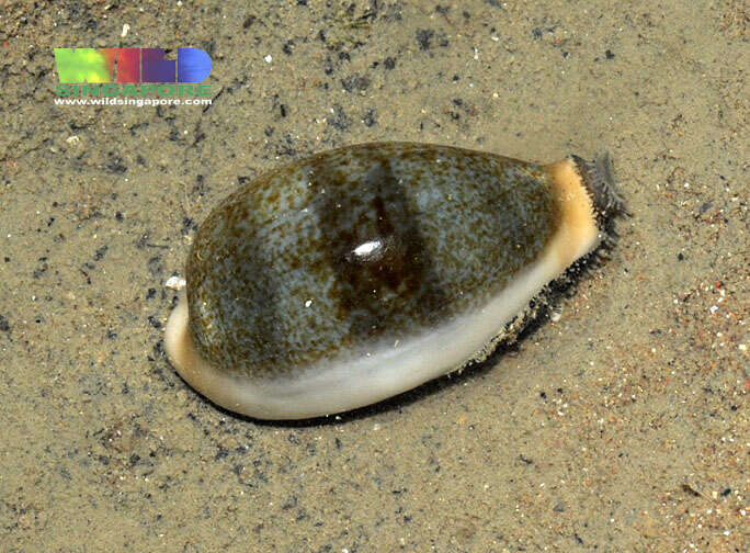 Image of egg cowrie