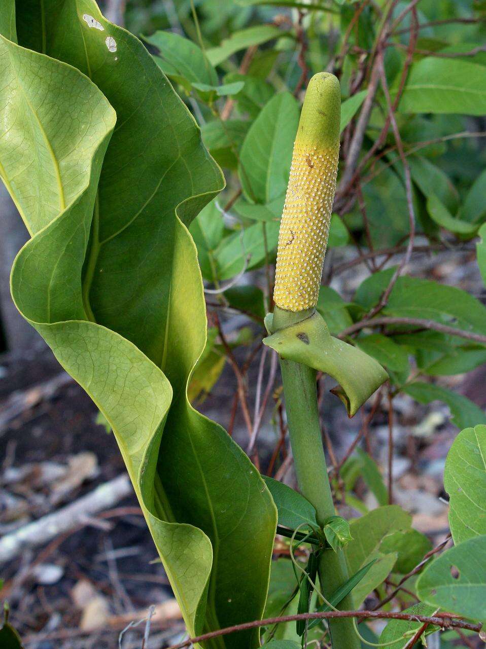 Image of Anthurium affine Schott