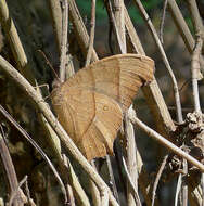 Plancia ëd Melanitis leda Linnaeus 1758