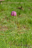 Image of fritillaries