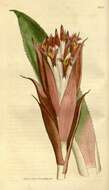 Image of billbergia