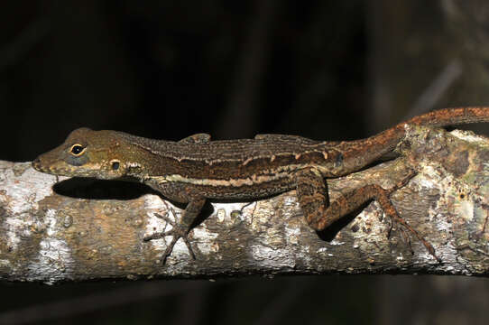 Image of Anguilla Bank Anole