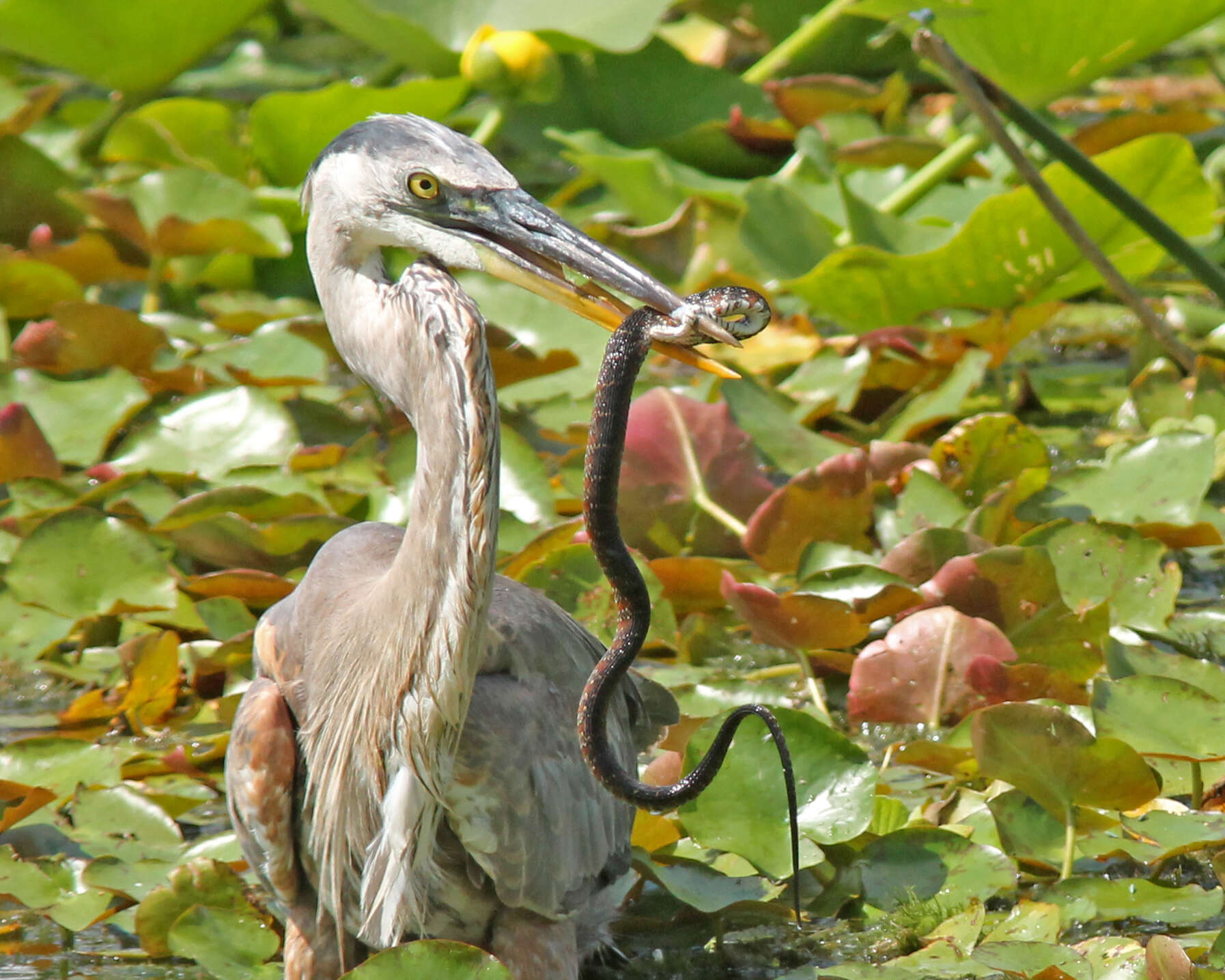 Image of Southern Water Snake