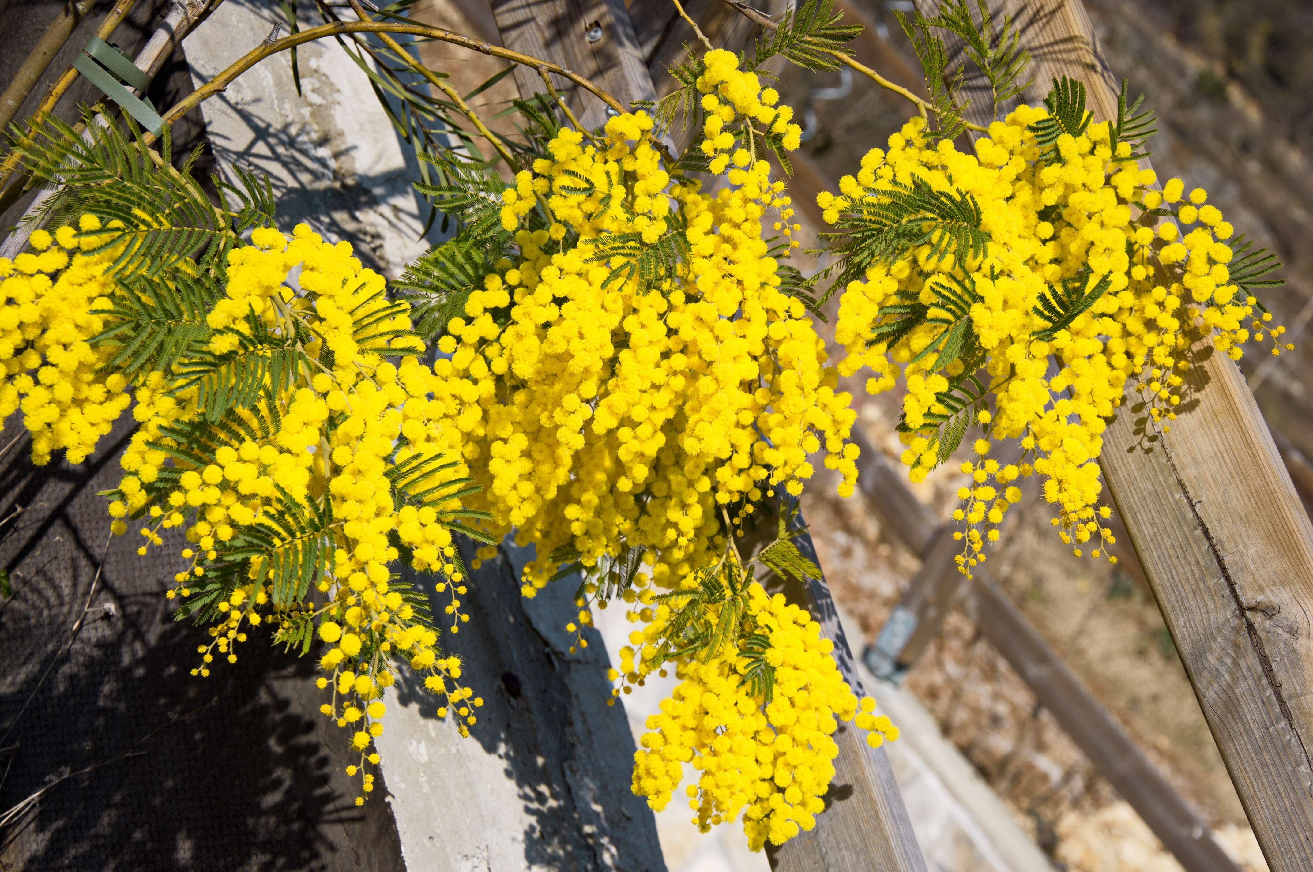 Image of Silver Wattle